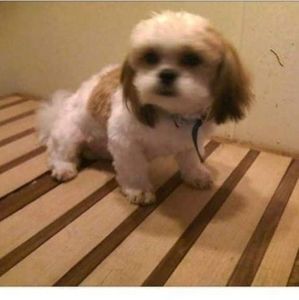 Meet your Posher, Carrie